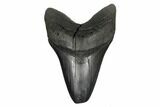 Huge, Fossil Megalodon Tooth - Feeding Worn Tip #176685-1